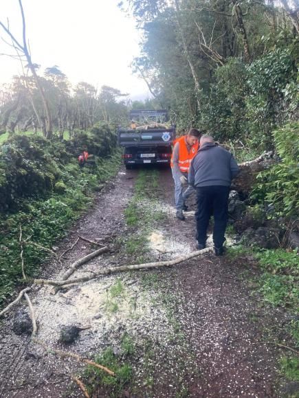Junta de Freguesia da Madalena realizou trabalhos de limpeza e recolha de monos