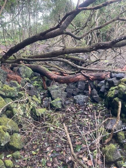 Manuten&ccedil;&atilde;o e Recupera&ccedil;&atilde;o do trilho pedestre do Limoeiro na freguesia da Madalena 