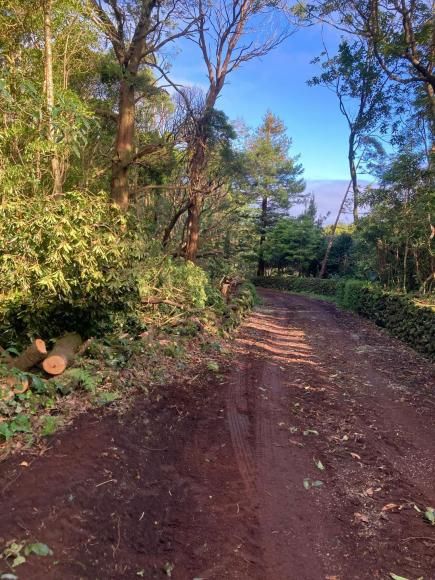 Trabalho de Corte de Arvoredo no Caminho do Lajido